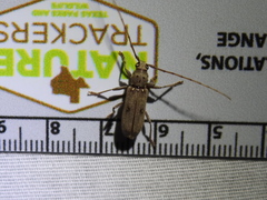 Eburia mutica