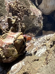 Megabalanus californicus