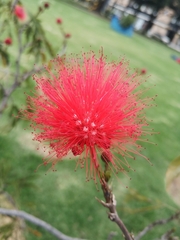 Calliandra