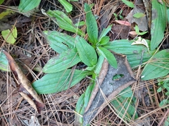 Plantago australis
