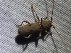 Eburia mutica