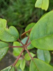 Cissus hypoglauca