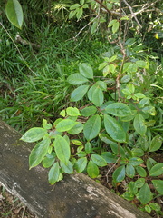 Cissus hypoglauca