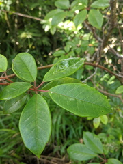 Cissus hypoglauca
