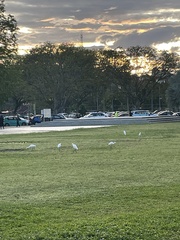 Bubulcus ibis