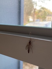 Enicospilus americanus-complex