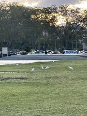 Bubulcus ibis