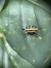 Gasteracantha fornicata