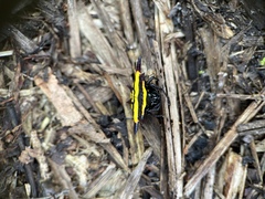 Gasteracantha fornicata