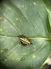 Gasteracantha fornicata