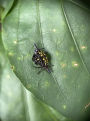 Gasteracantha fornicata