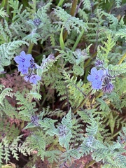 Phacelia distans