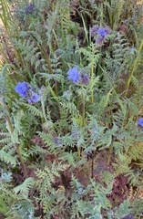 Phacelia distans