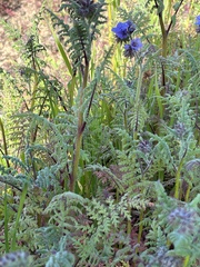 Phacelia distans