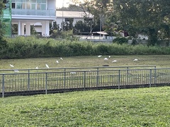 Bubulcus ibis