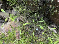 Claytonia parviflora