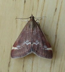 Pyrausta nicalis