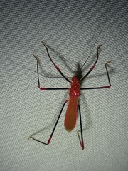 Saica