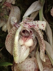 Stanhopea napoensis