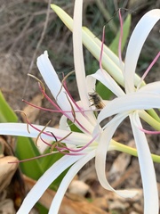 Crinum americanum