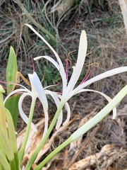 Crinum americanum