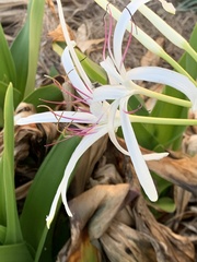 Crinum americanum
