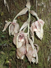 Stanhopea napoensis