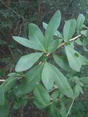 Acanthosyris spinescens