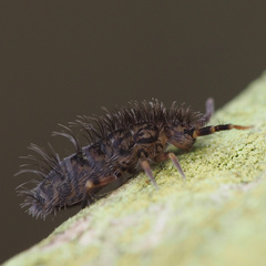 Orchesella villosa