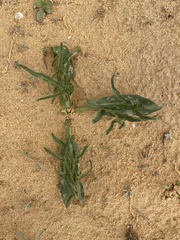 Eminium spiculatum