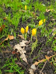 Crocus chrysanthus