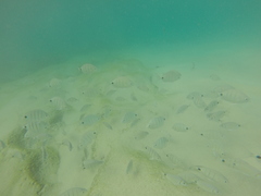 Diplodus lineatus