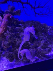 Hippocampus barbouri