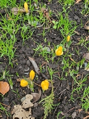 Crocus chrysanthus