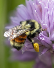 Bombus bifarius