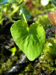 Rostratae