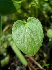 Rostratae