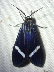 Aclytia