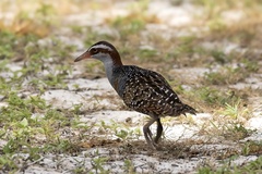 Gallirallus philippensis andrewsi