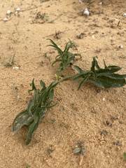 Eminium spiculatum