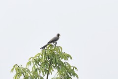 Crinifer piscator