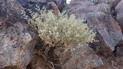 Hermannia minutiflora