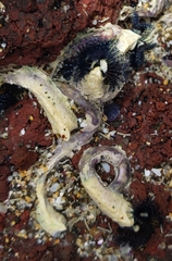 Spirobranchus cariniferus