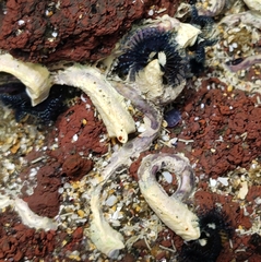 Spirobranchus cariniferus