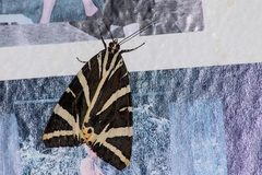 Euplagia quadripunctaria