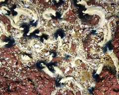 Spirobranchus cariniferus