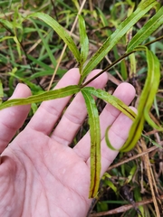 Pteris cretica