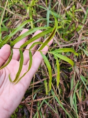 Pteris cretica