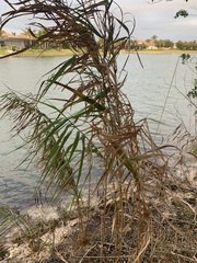 Phragmites australis berlandieri
