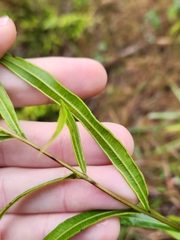 Pteris cretica
